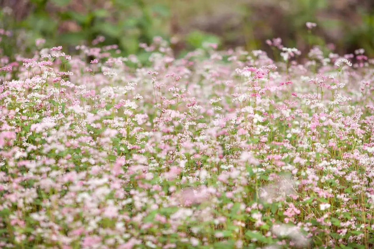 高考英语写作必备：5篇经典议论文+精析