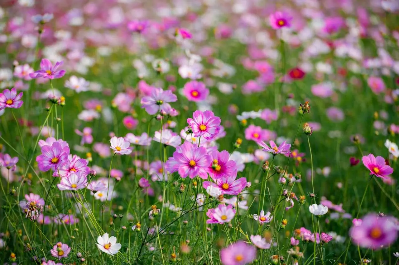 如何学好英语：初中生英语学习经验分享作文5篇