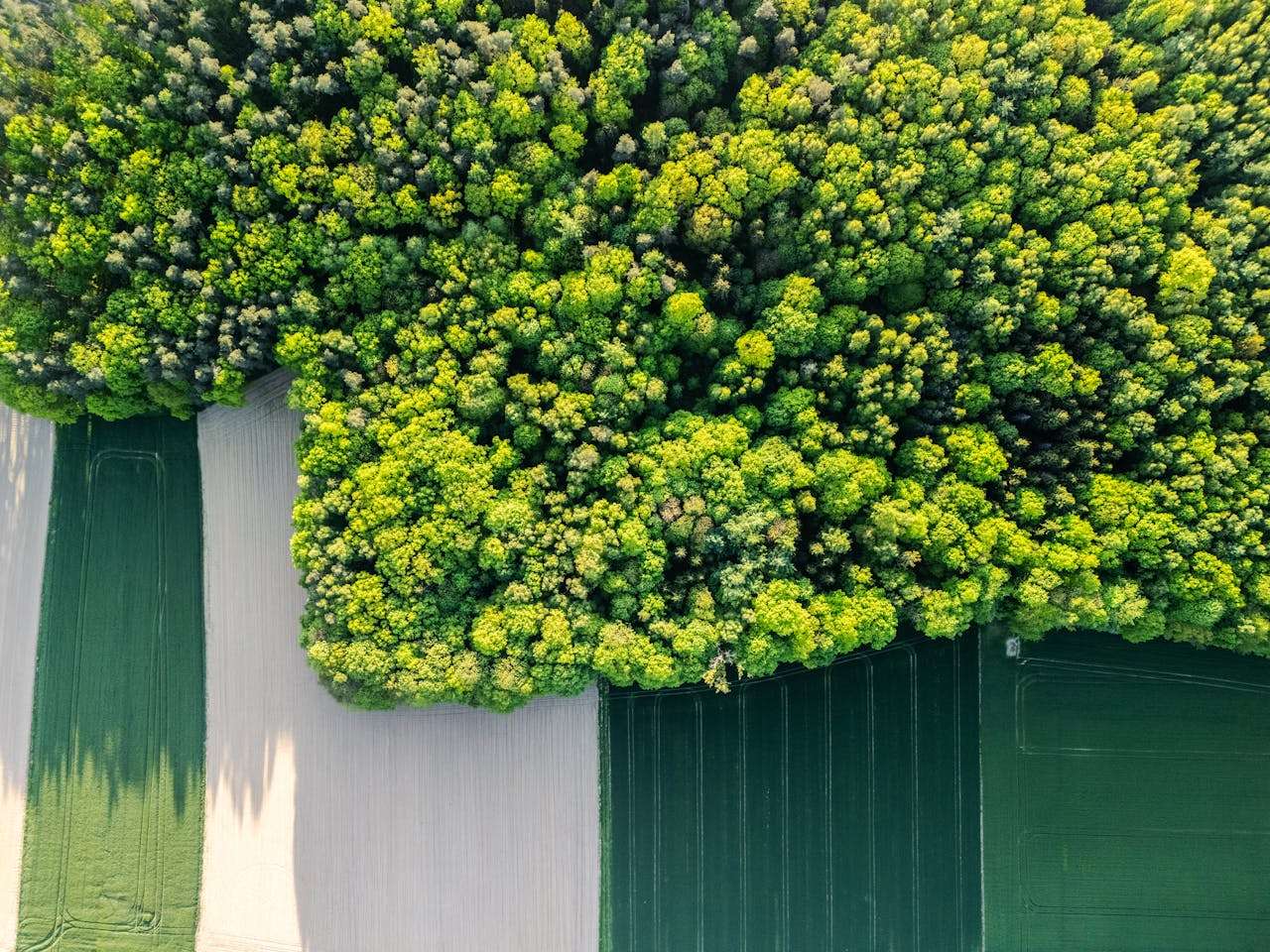 未来计划英语作文3篇：初中生如何写好”我的未来“话题