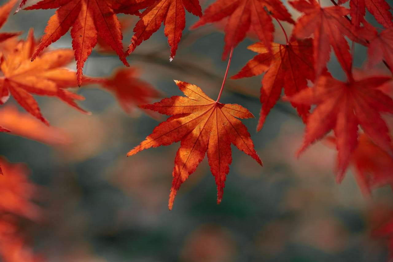 小学英语作文大全：5篇“我喜欢的季节”英语作文带点评