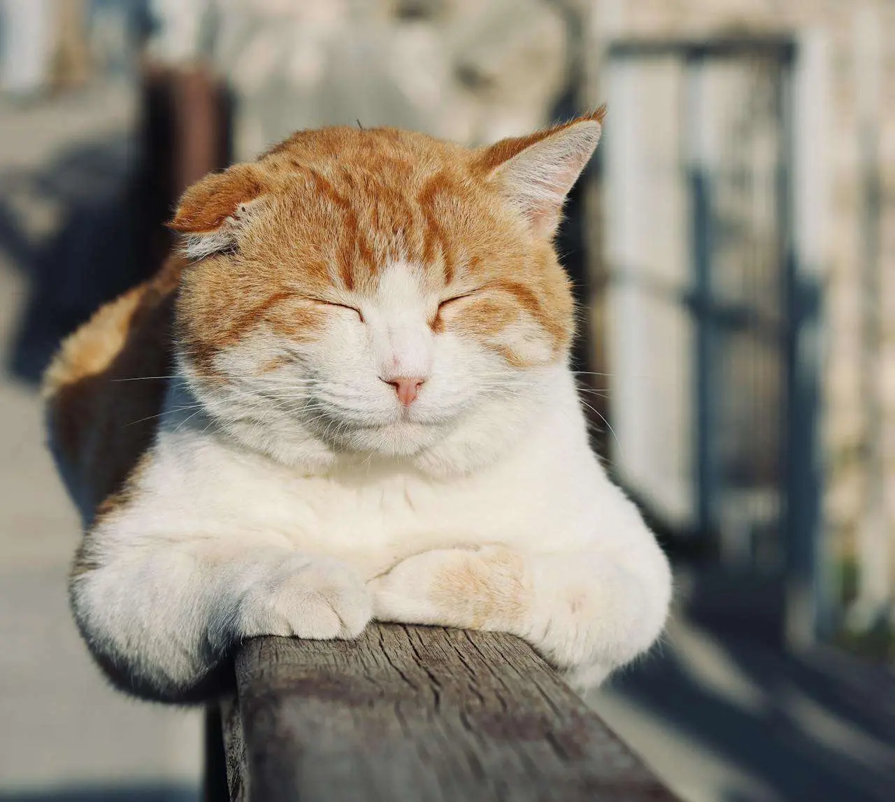 小学高分英语作文：我的一天英语作文5篇（含翻译与结构分析）