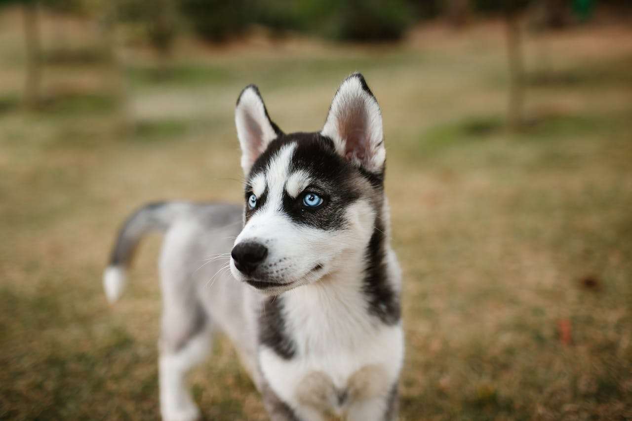 我喜欢的动物：3篇生动有趣的初中英语作文