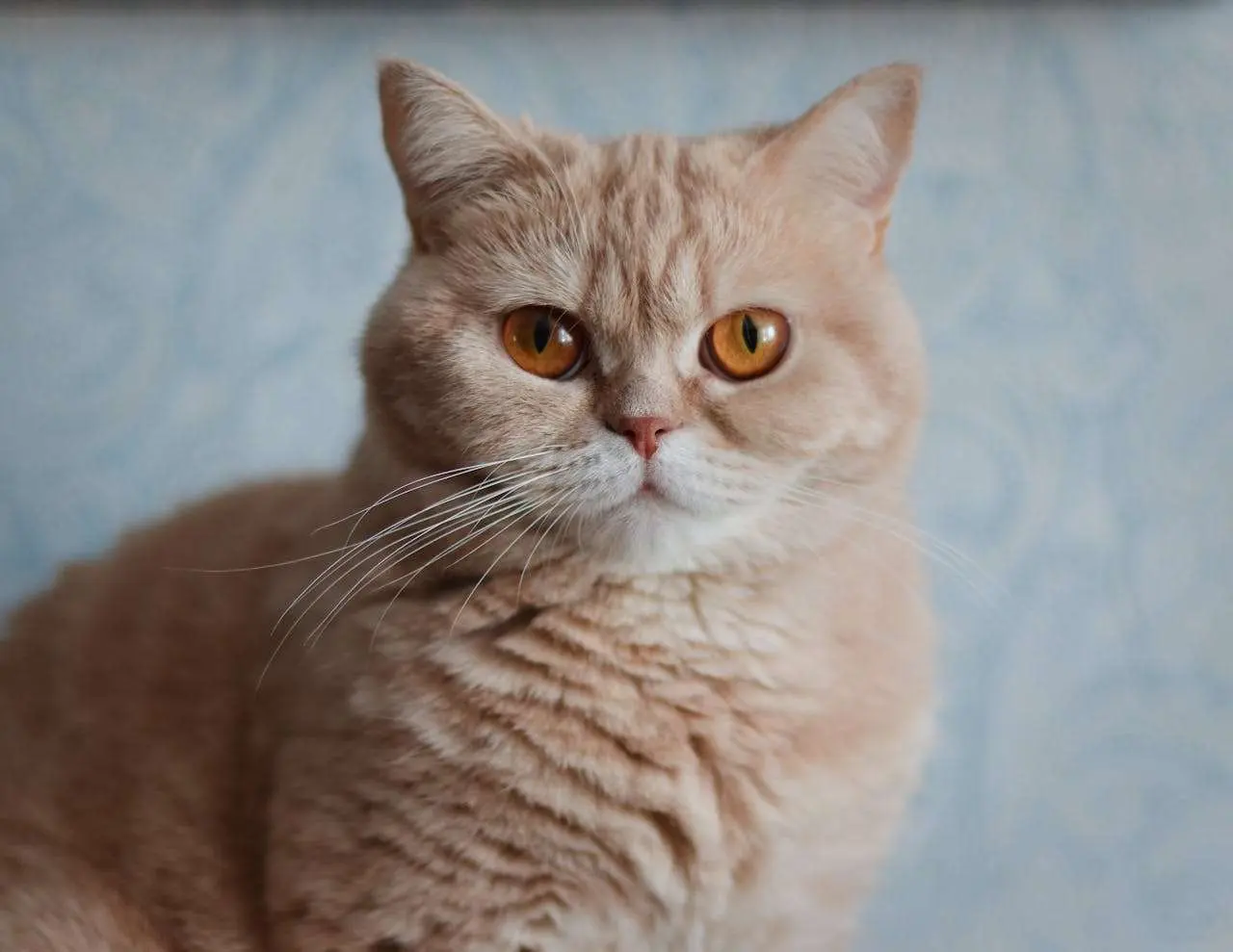 我最喜欢的动物：5篇初中英语作文+词汇与句型总结