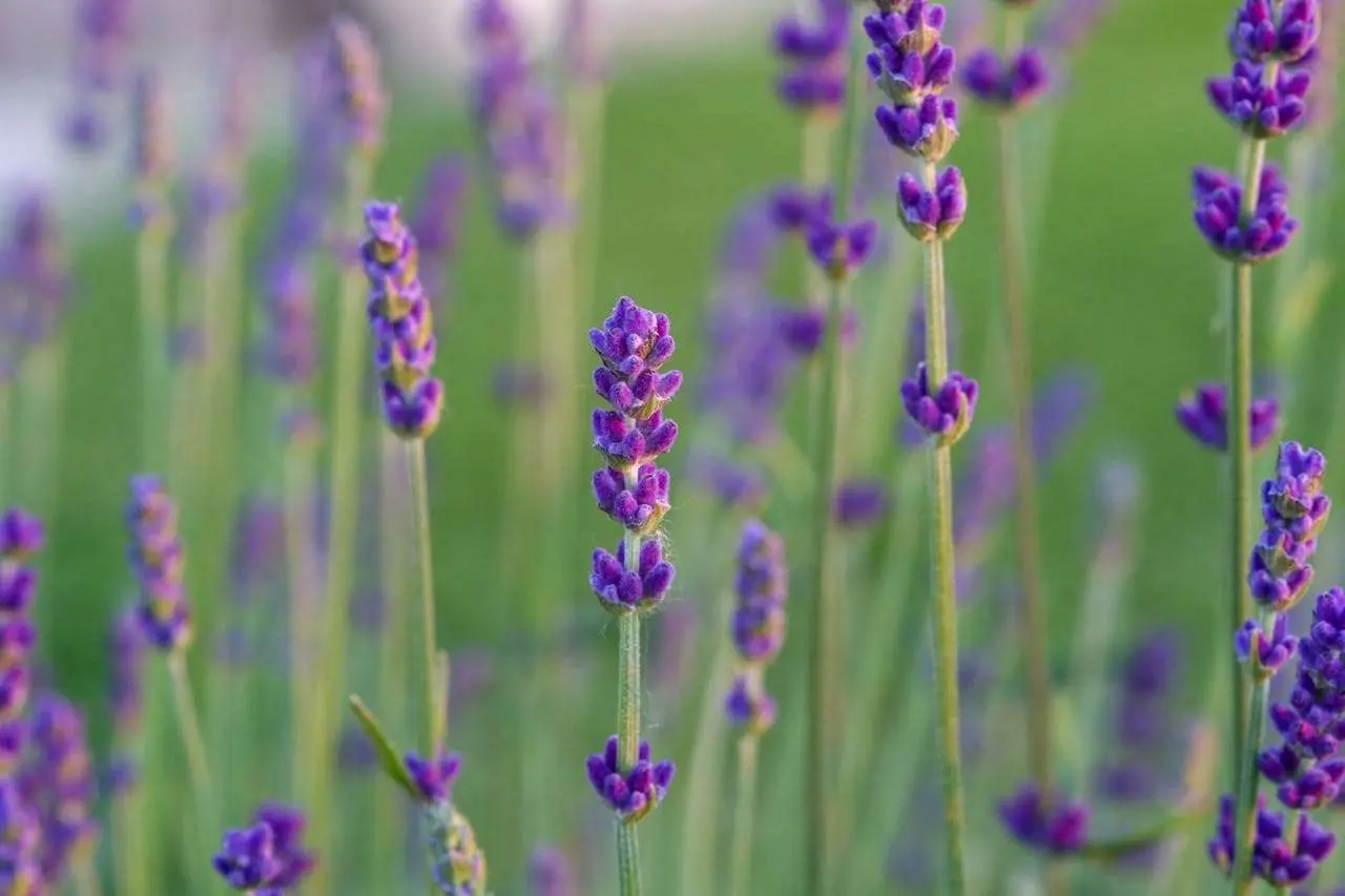 友情与人际关系：高中英语作文范文4篇+实用表达汇总