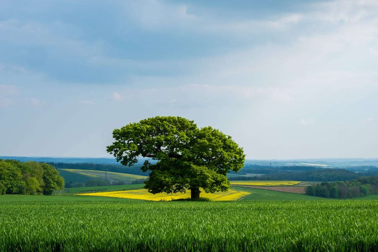 我的未来计划：3篇初中英语作文+高分表达解析