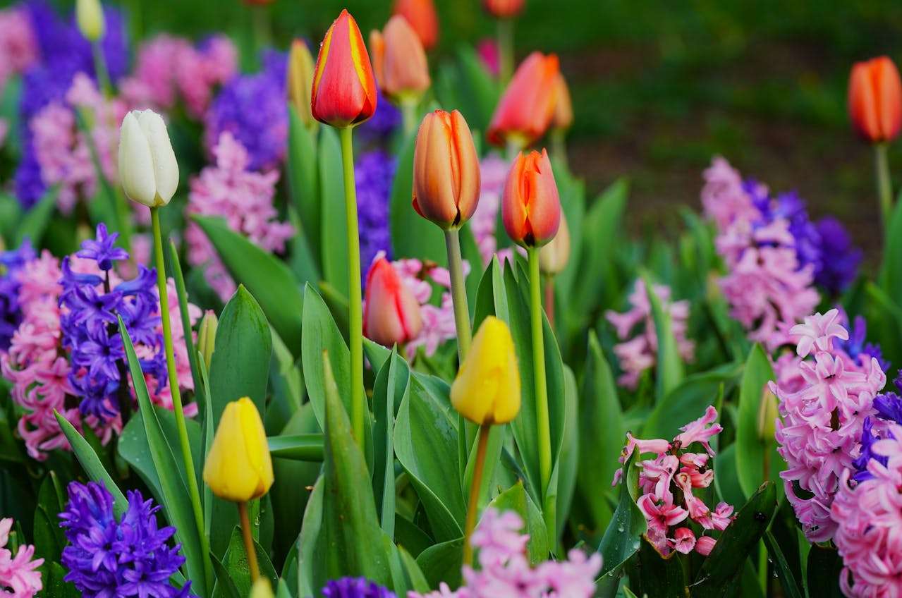 校园生活英语作文5篇：初中生必看的高分写作模板