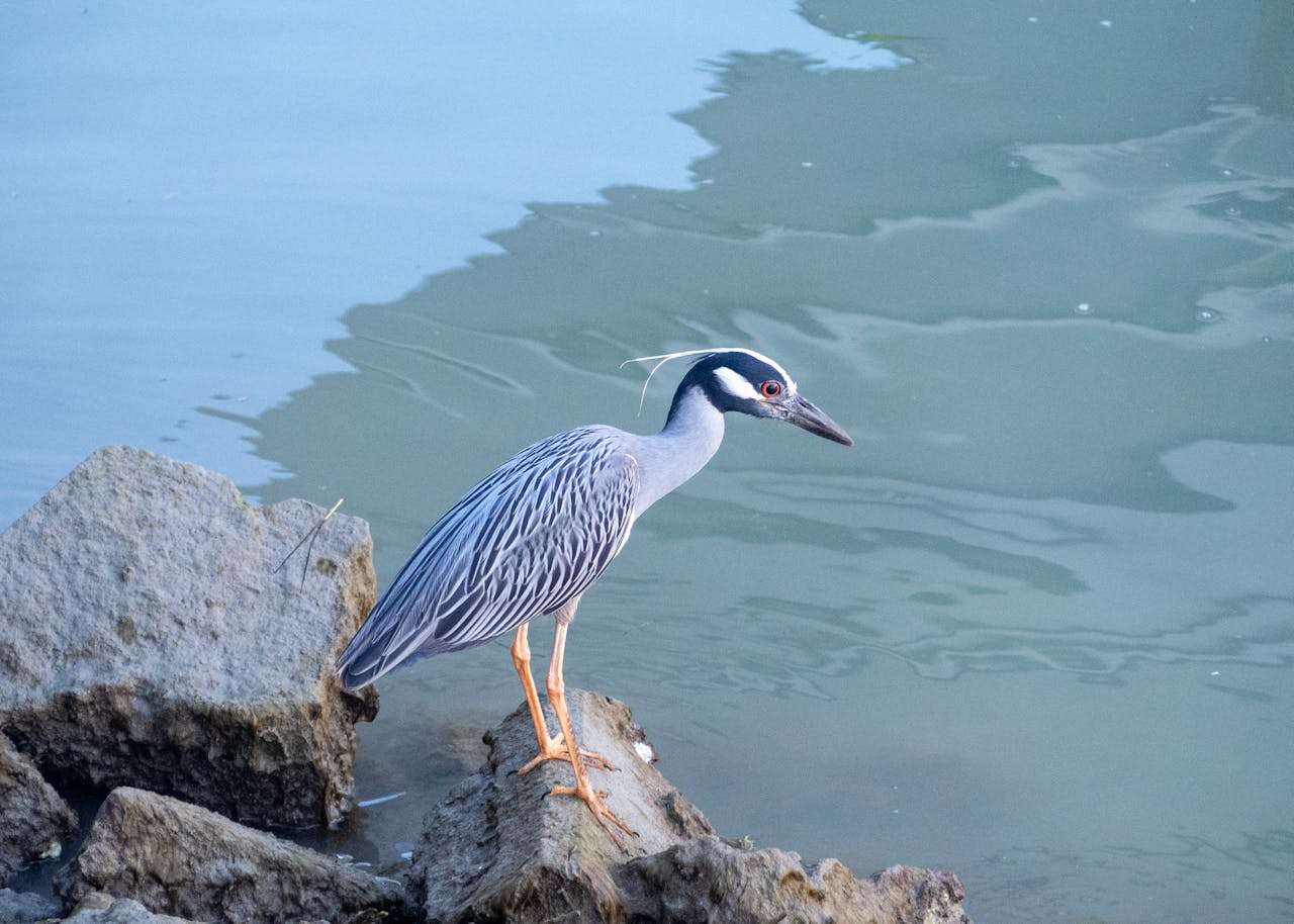 环保主题英语作文怎么写？3篇初中英语作文+高频词汇解析