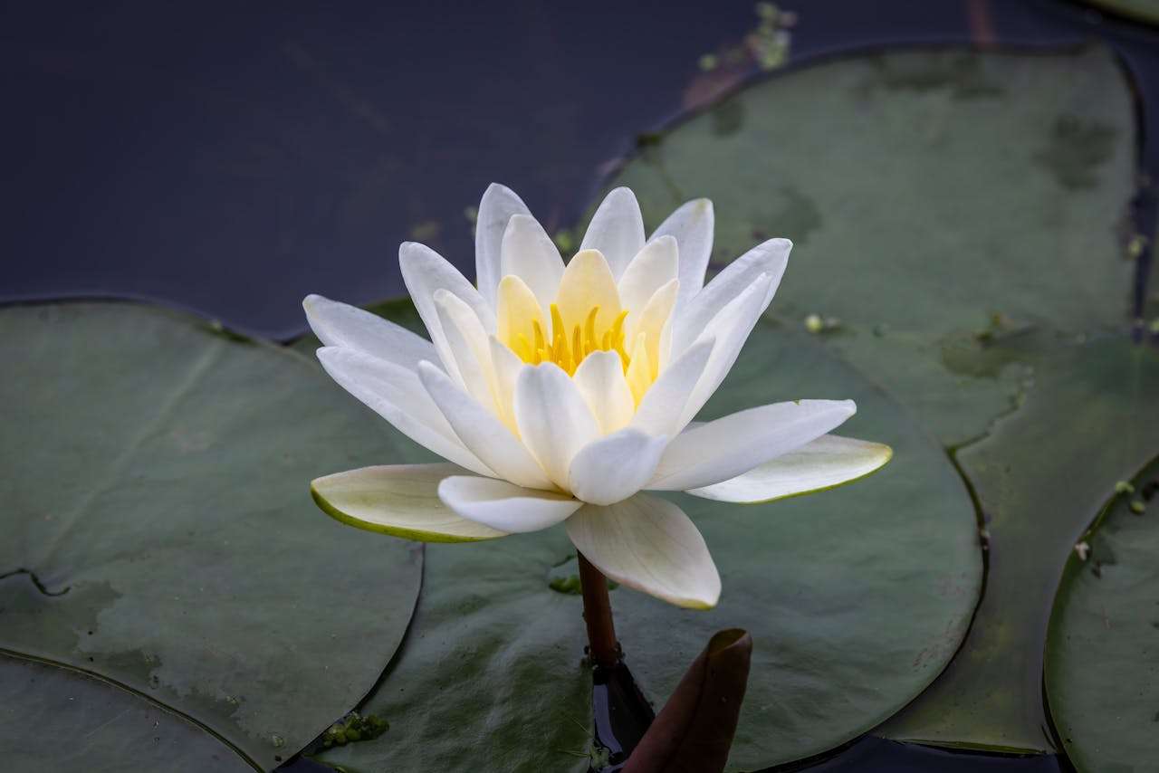 我的梦想职业：3篇初中英语作文+翻译与写作技巧