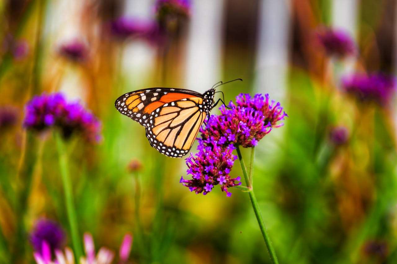 英语老师推荐：我的梦想职业作文4篇（小学适用）