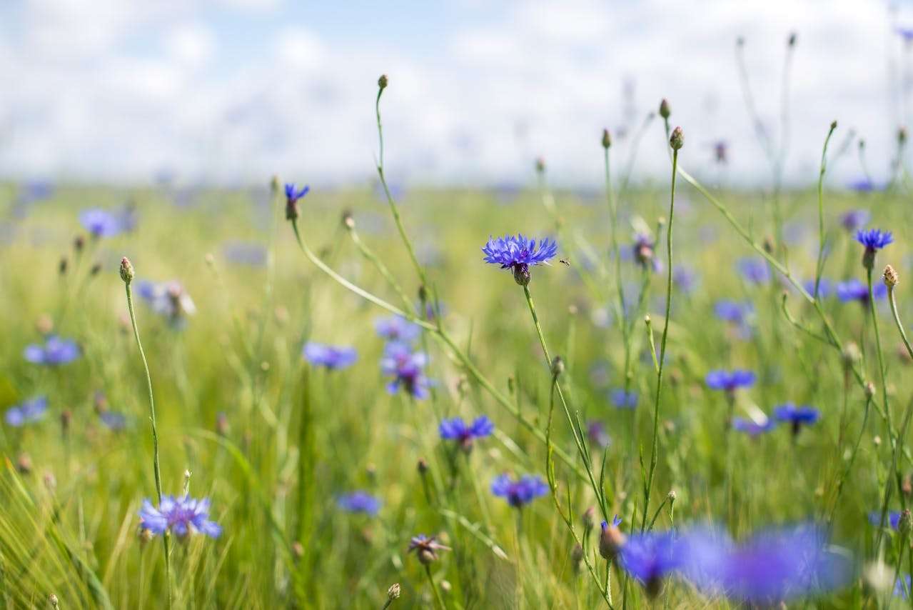 如何学好英语：初中生必读的5篇议论文