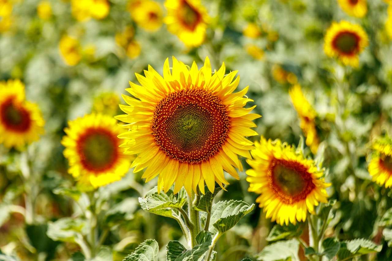 如何写“我的学校”？3篇初中英语作文+空间描写技巧