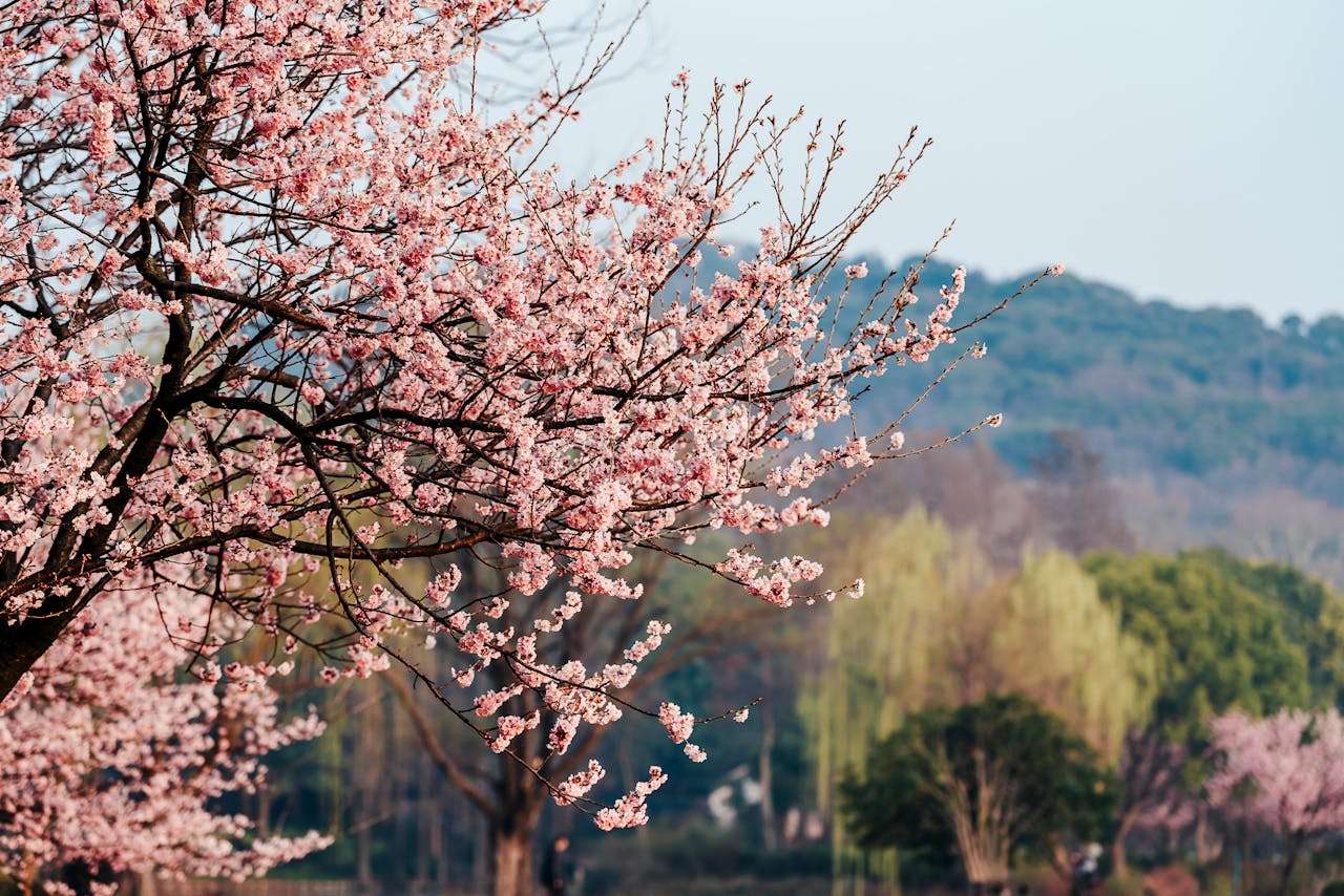 我最喜欢的季节：5篇小学英语作文（含重点词汇）