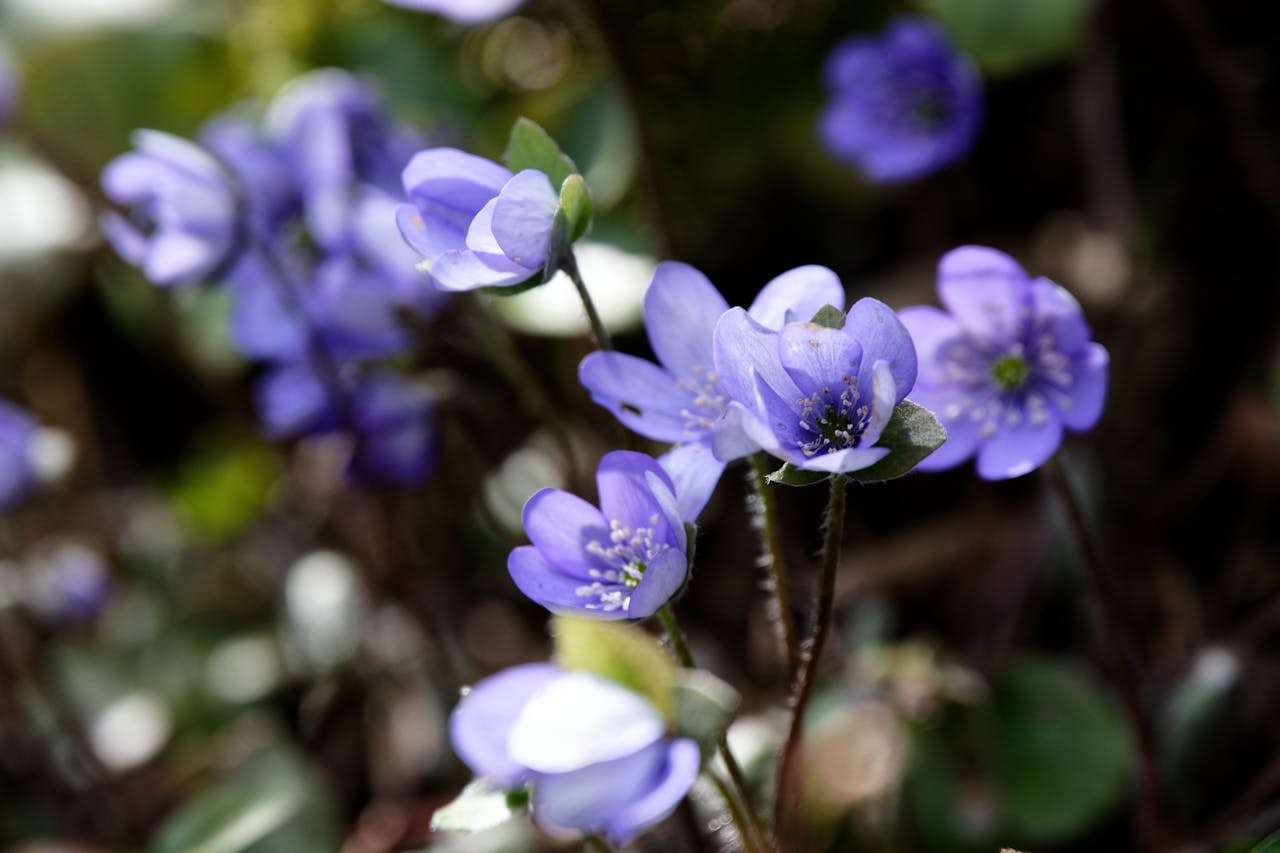 我的家乡：5篇初中英语作文+文化表达技巧解析