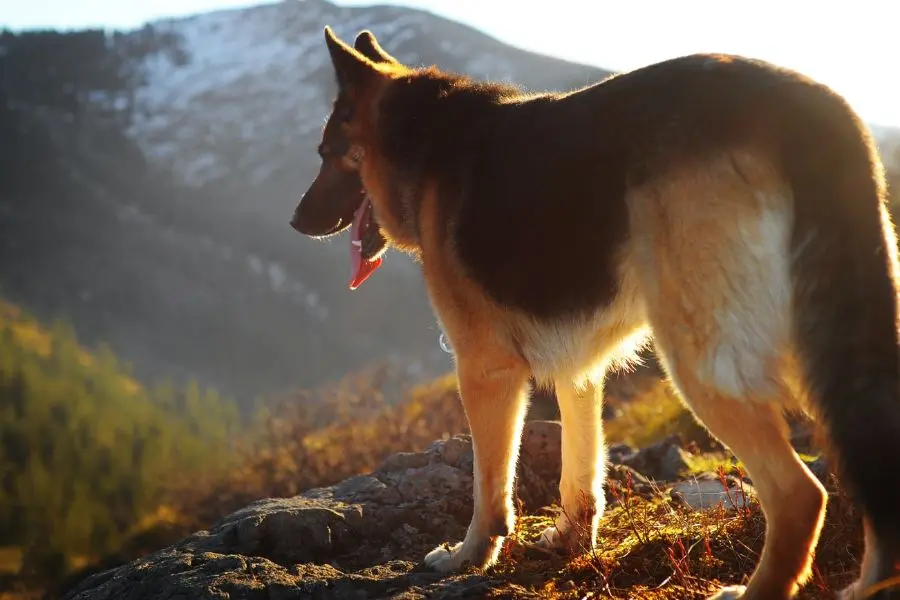 山间的德国牧羊犬