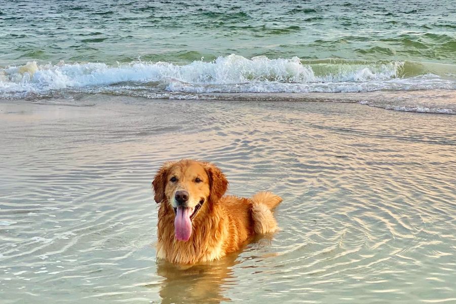 海边的狗狗