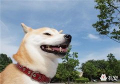日本的“外交官”——秋田犬