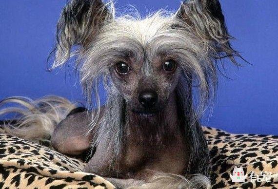 世界上最丑的狗，没有之一——中国冠毛犬