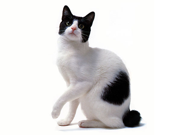 日本短尾猫