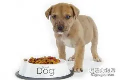 狗狗一天喂几次食比较好？