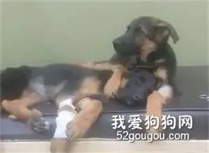 发生在宠物医院的暖心一幕，狗哥哥一直抱着受