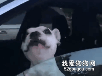 狗子在车里唱歌给主人听