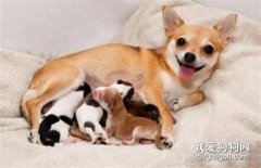 母犬哺乳期如何護理？