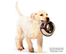 提高狗狗食欲的3個方法
