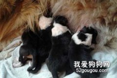 如何給幼犬斷奶？