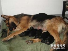 幼犬出生后，飲食照顧應注意些什么？
