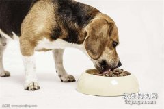 “統治欲”導致狗狗不進食