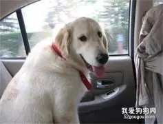 如何带狗狗乘车？