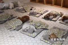韩国一间宠物学校小狗午睡照意外爆红
