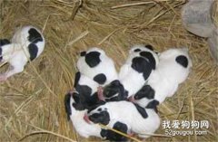 如何避免剛出生的幼犬夭折？