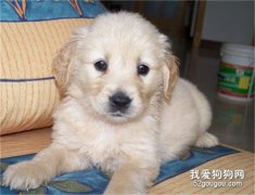 幼犬缺乏“社會化訓練”后果很嚴重！