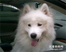 夏天狗狗中暑了怎么辦？