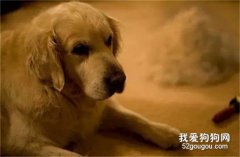 狗狗為什么會產生病理性掉毛？7大因素