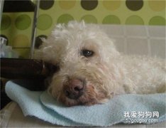 狗主缺乏護理知識 節日過后狗狗排隊進醫院
