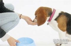 狗狗好像吃不飽，需要加餐嗎？