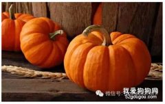 沒有狗糧怎么辦？家有6美食可與狗狗分享