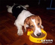 如何制止犬護食的壞習慣？