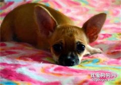 狗狗得了前列腺炎怎么辦？
