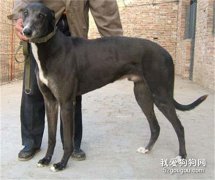 公犬不育怎么辦？