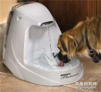 狗狗水中毒怎么辦？如何治療？