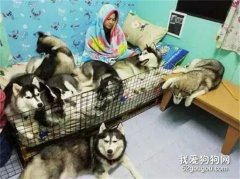 女子不顧反對堅持養了7只哈士奇，后來她...