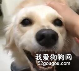 狗子被吵醒后氣得要咬人，結果主人只說了三個字