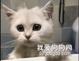 貓貓洗澡翻車現場，原諒我不厚道地笑出聲！