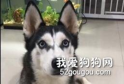 網友教哈士奇學叫聲，結果二哈的反應簡直可愛到哭，驚呆了...