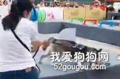 主人帶二哈參加障礙挑戰賽，結果......全場笑噴！