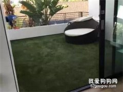朋友送了只哈士奇，網友說打造豪宅給它住，結果...