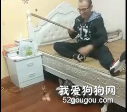 主人跟二哈早晚會瘋掉一個，這就叫“釣狗”吧...